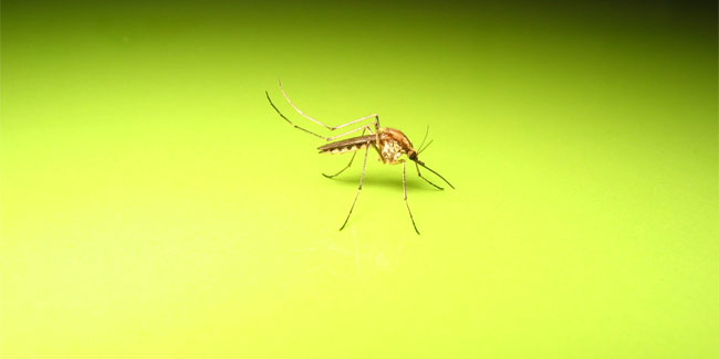 डेंगू बुखार से बचने के घरेलू उपचार