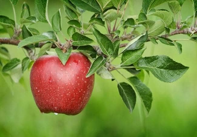 जानिए, सेब खाने के 9 फायदे