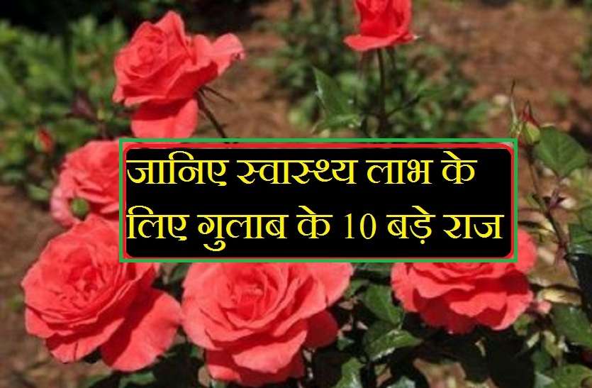 गुलाब के फूलों में छुपे हैं औषधीय गुण, जानिए फायदे और इस्तेमाल का तरीका