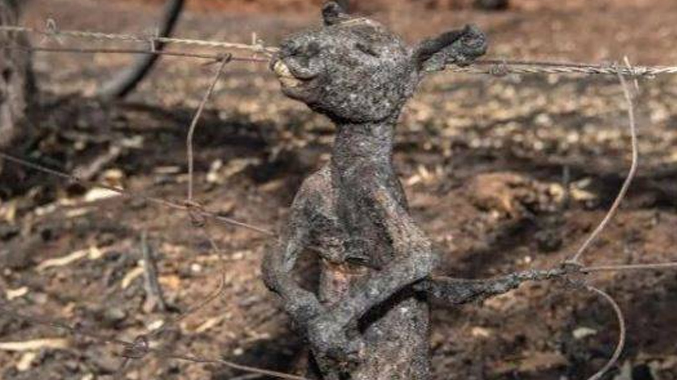 ऑस्ट्रेलिया के जंगल में लगी अब तक की सबसे भीषण आग, 50 करोड़ जानवरों की मौत
