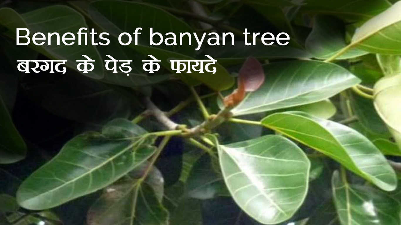 Benefits of Banyan tree | बरगद के पेड़ के फायदे