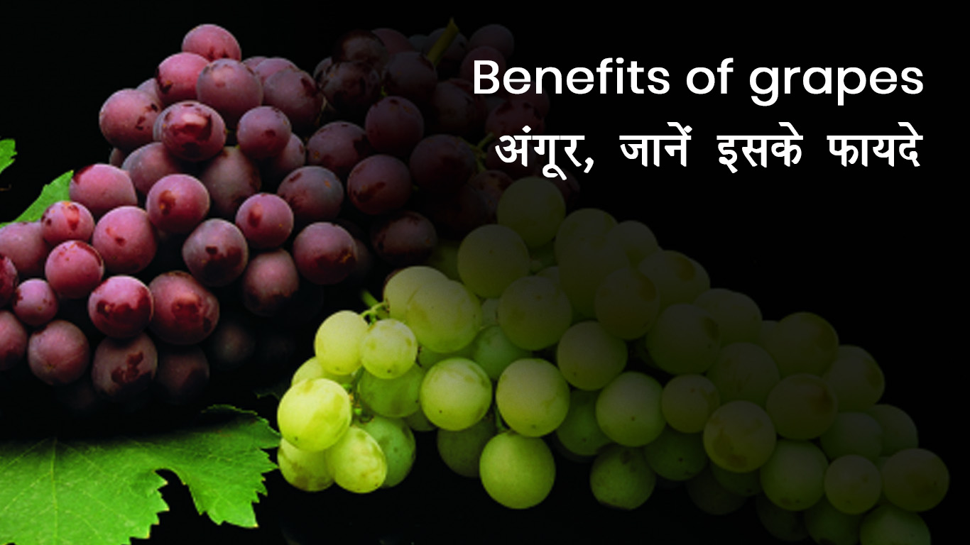 Benefits of Grapes | पोषक तत्वों से भरपूर है अंगूर, जानें इसके फायदे