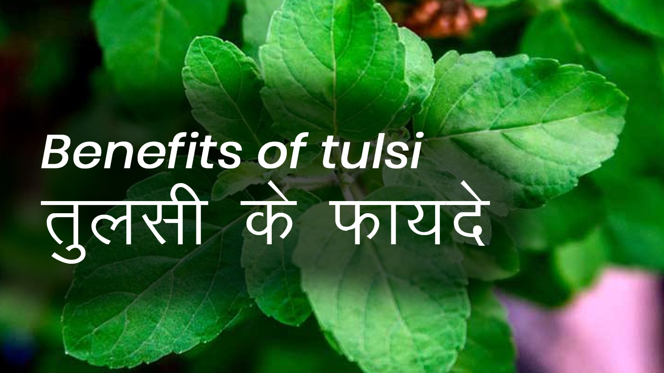 Benefits Of Tulsi: खाली पेट तुलसी खाने से मिलने वाले इन फायदों के बारे में जान हैरान रह जाएंगे आप