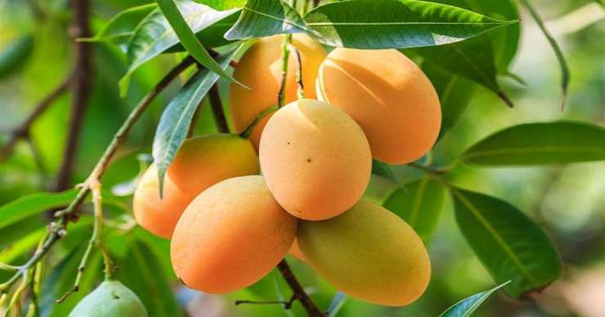 Mango Health Benefits: यूं ही नहीं है आम फलों का राजा, कैंसर से लेकर डायबिटीज, हार्ट प्रॉब्लम समेत इन मामलों में फायदेमंद
